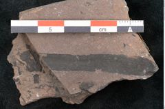 Foto (Detailansicht) von Noeggerathia palmaeformis Goeppert (NHMW-GEO-2024-0188-10752)